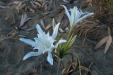 Pancratium maritimum