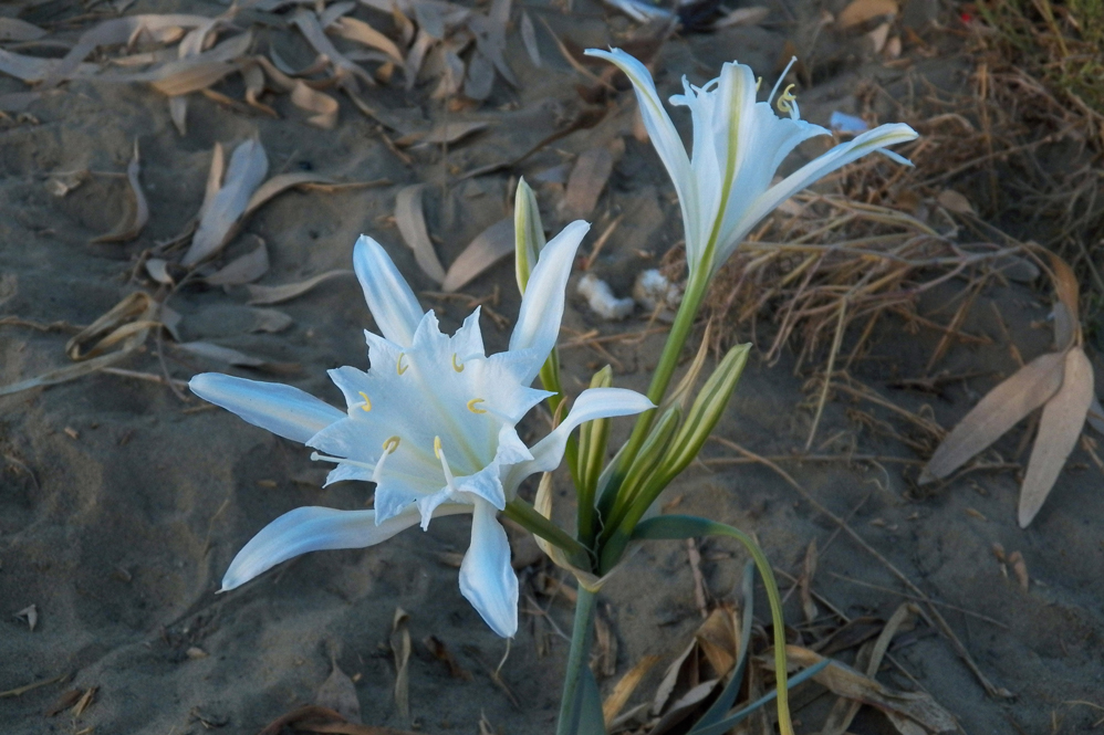 Изображение особи Pancratium maritimum.