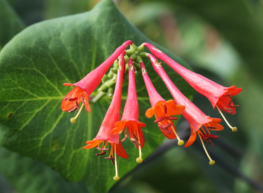 Изображение особи Lonicera dioica.