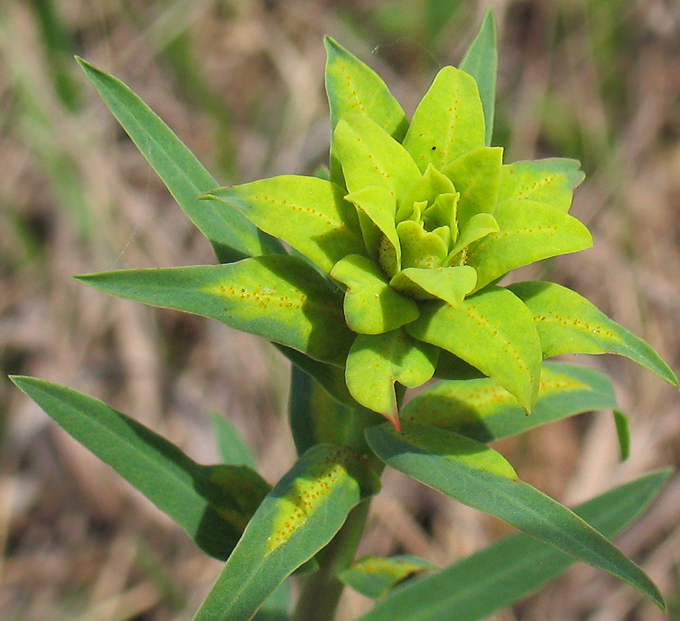 Изображение особи Euphorbia virgata.