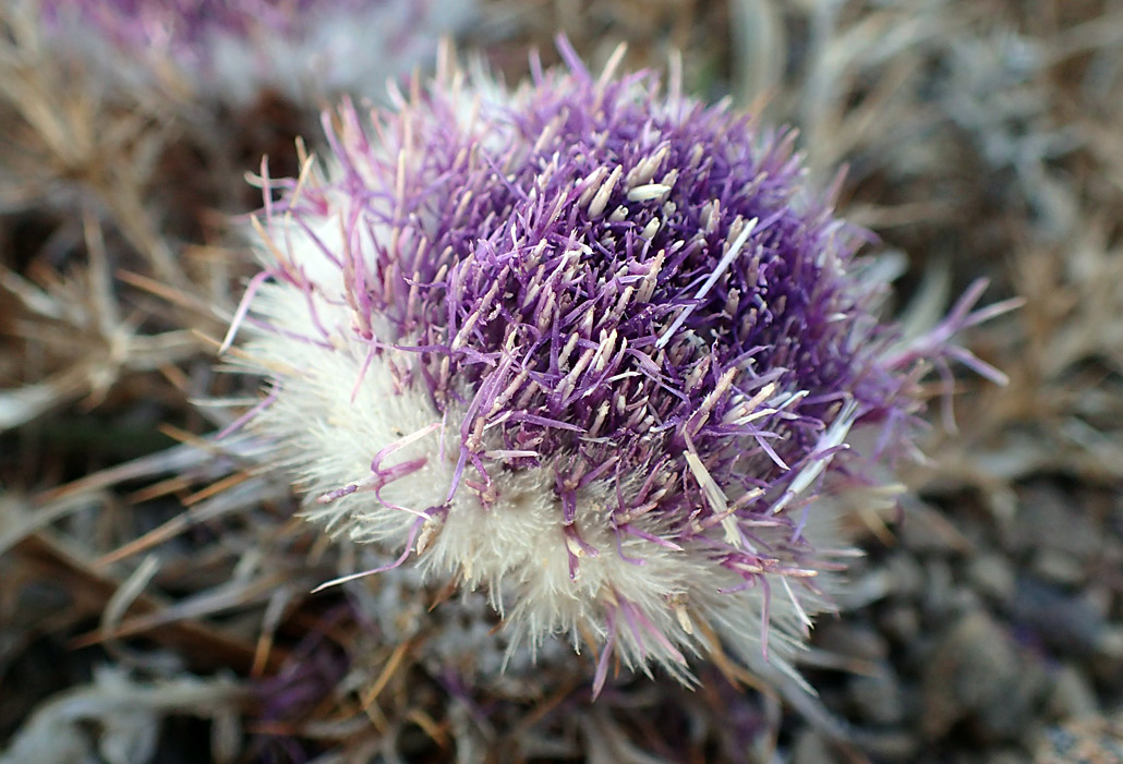 Изображение особи Carlina gummifera.