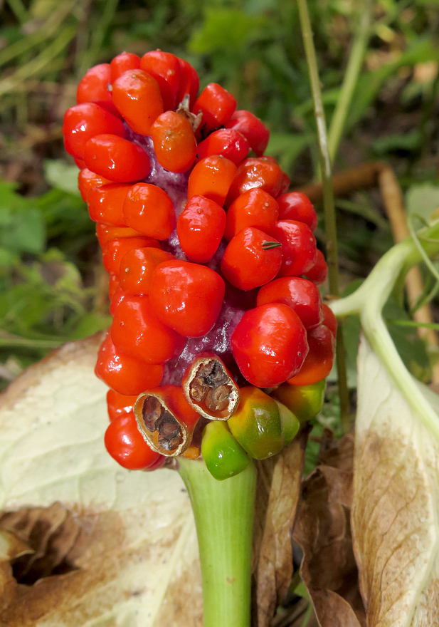 Изображение особи Arisaema amurense.