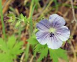 Geranium erianthum. Верхушка побега с цветком, бутонами и завязывающимися плодами. Магаданская обл., окр. г. Магадан, мр-н Солнечный, подножье сопки. 05.08.2016.