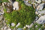 genus Bryum. Куртинка растений со спорофитами. Коми, Интинский р-н, Приполярный Урал, хр. Малдынырд, правый борт руч. Алькесвож, делювиальные отложения. 30.07.2017.