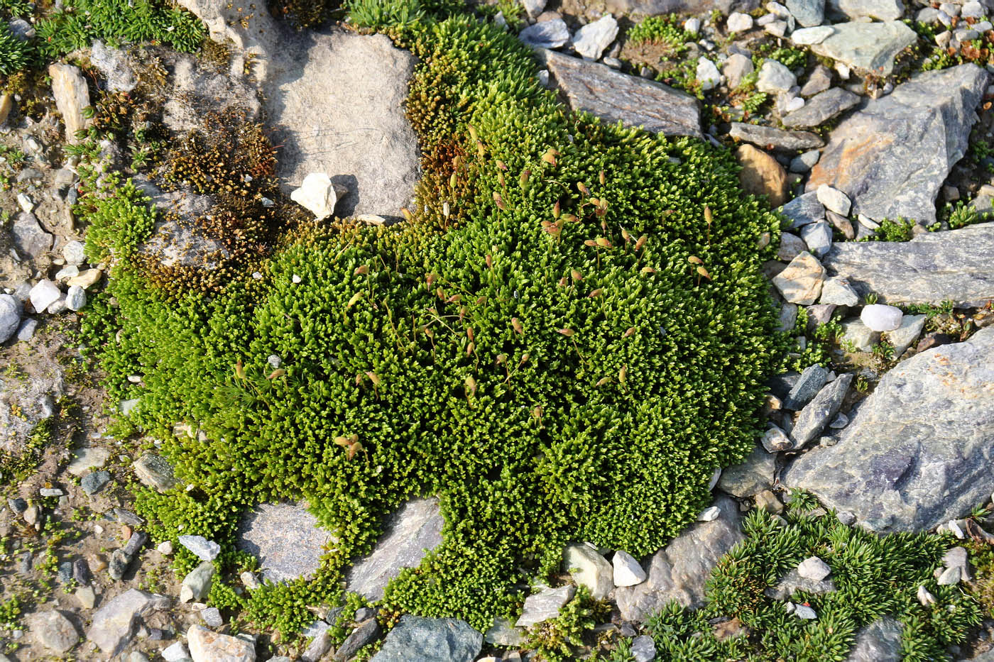 Image of genus Bryum specimen.