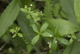 Galium trifidum. Верхушка цветущего побега. Сахалинская обл., Охинский р-н, п-ов Шмидта, пойма лесного ручья. 19.07.2017.