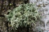 Evernia mesomorpha