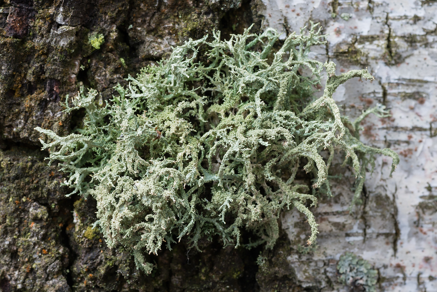 Image of Evernia mesomorpha specimen.