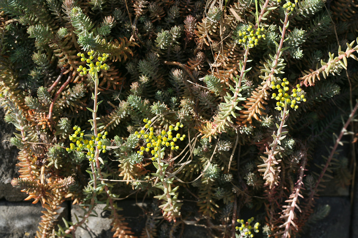 Image of Sedum reflexum specimen.