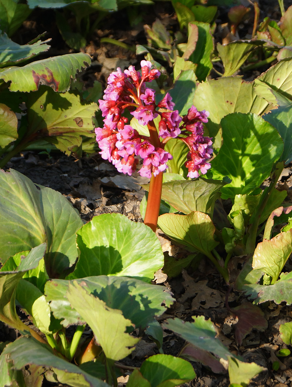 Изображение особи Bergenia crassifolia.