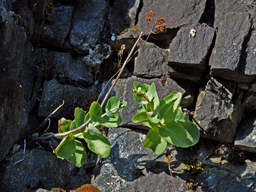 Image of Hylotelephium caucasicum specimen.