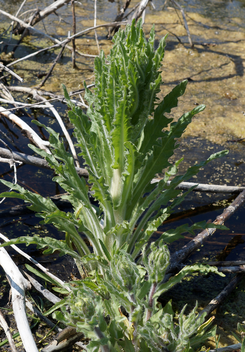 Image of Tephroseris palustris specimen.