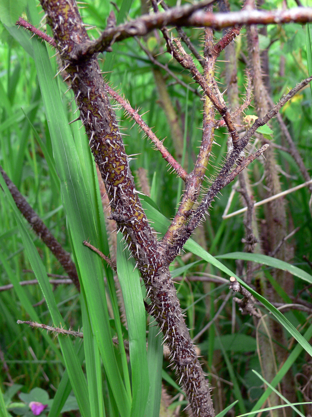 Image of Rosa acicularis specimen.
