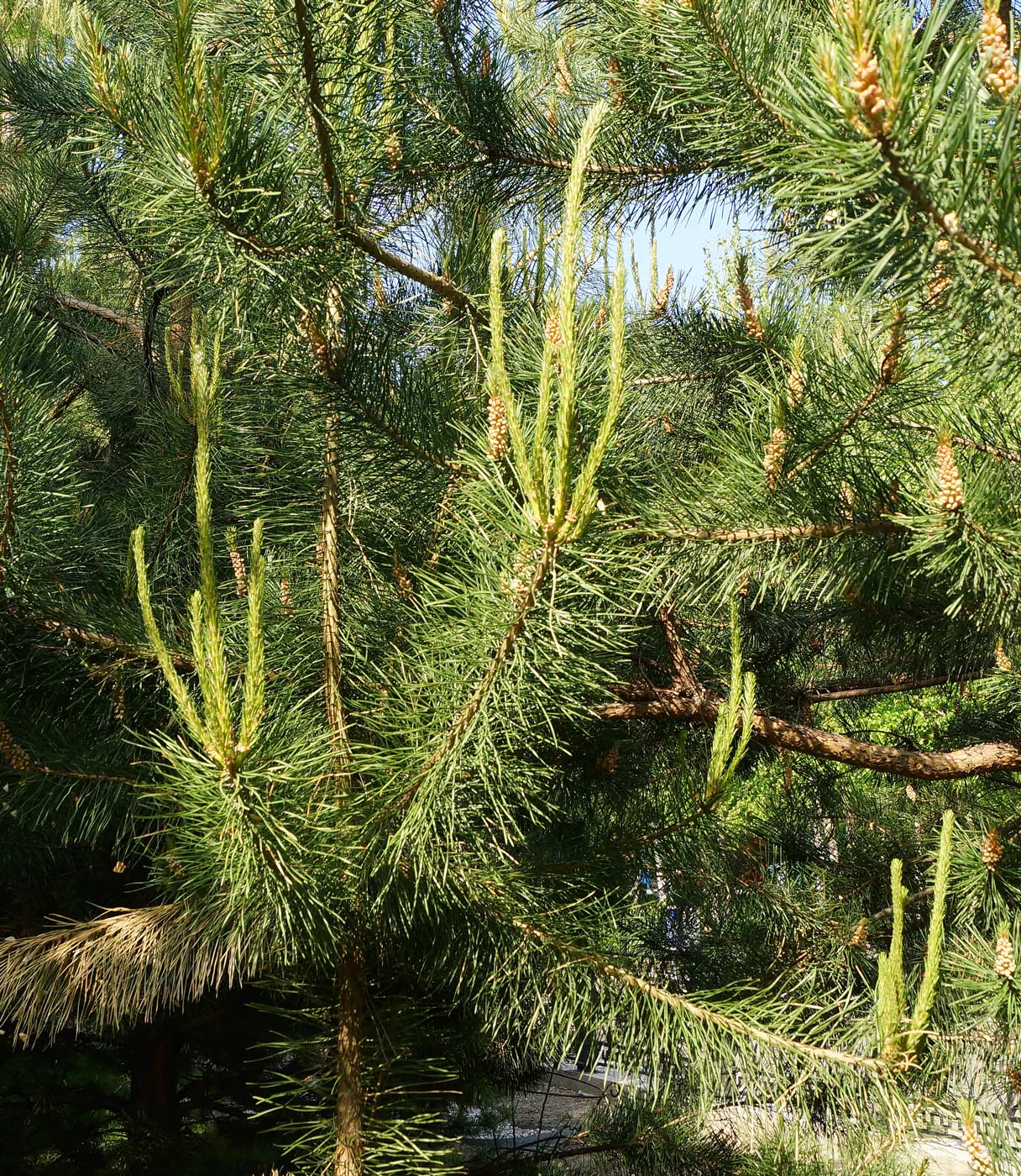 Изображение особи Pinus sylvestris.