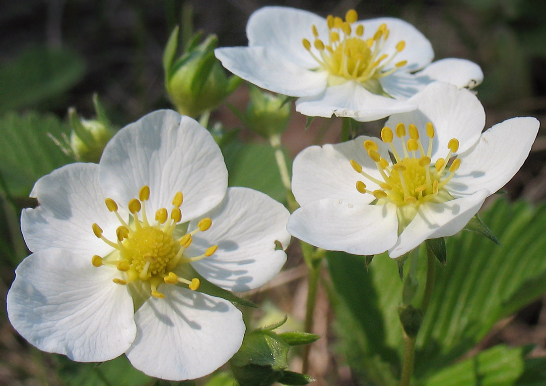 Изображение особи Fragaria viridis.