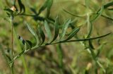 Centaurea orientalis