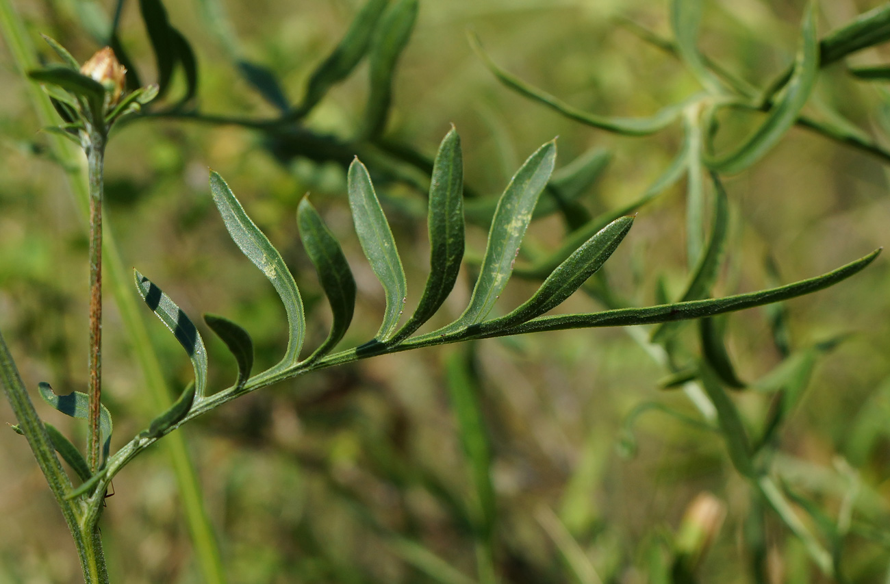 Image of Centaurea orientalis specimen.