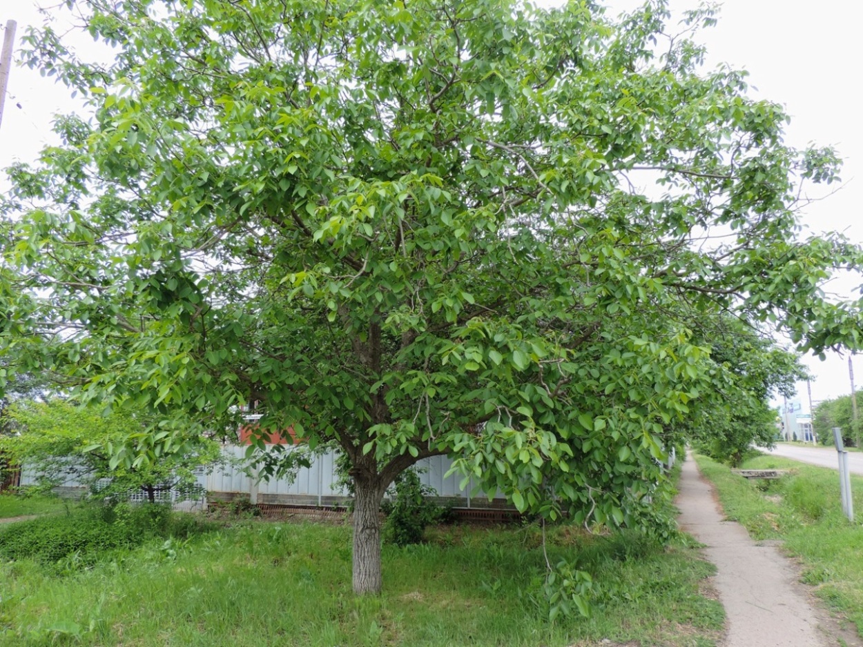 Изображение особи Juglans regia.