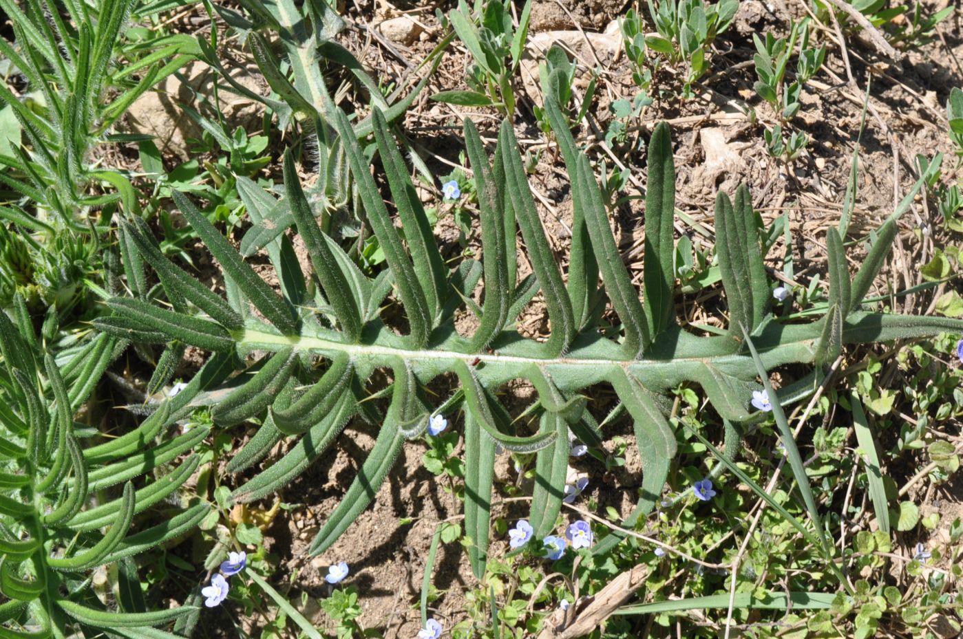 Image of genus Cirsium specimen.