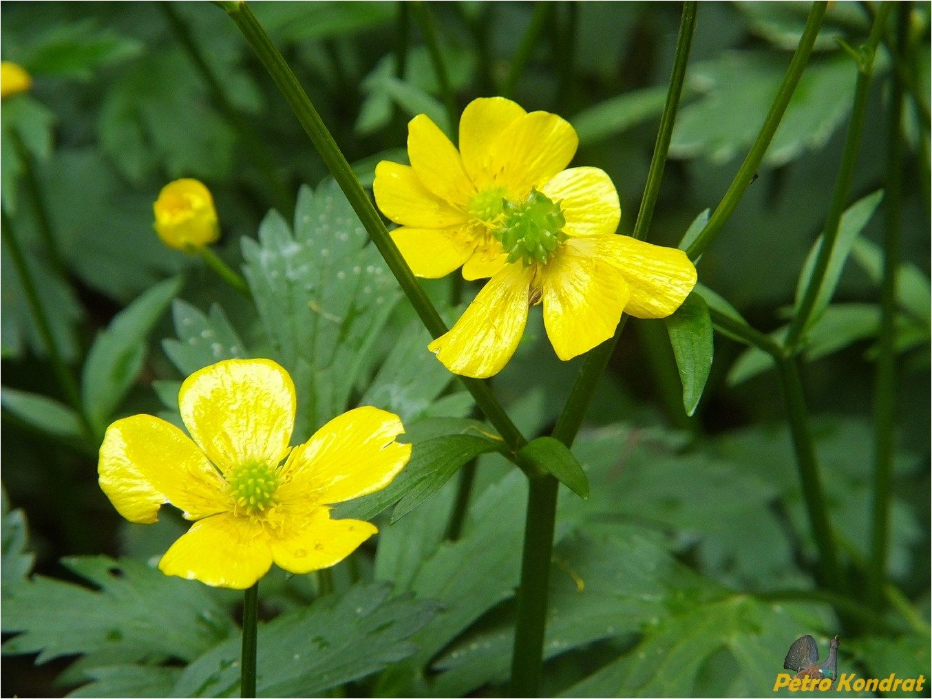 Image of Ranunculus repens specimen.