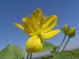 Lysimachia nummularia. Цветок. Тульская обл., Плавский р-н, окр. пос. Молочные Дворы, берег пруда. 18.06.2018.