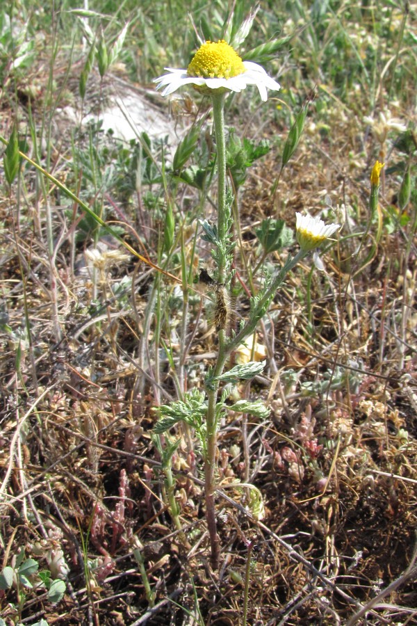 Изображение особи Anthemis ruthenica.