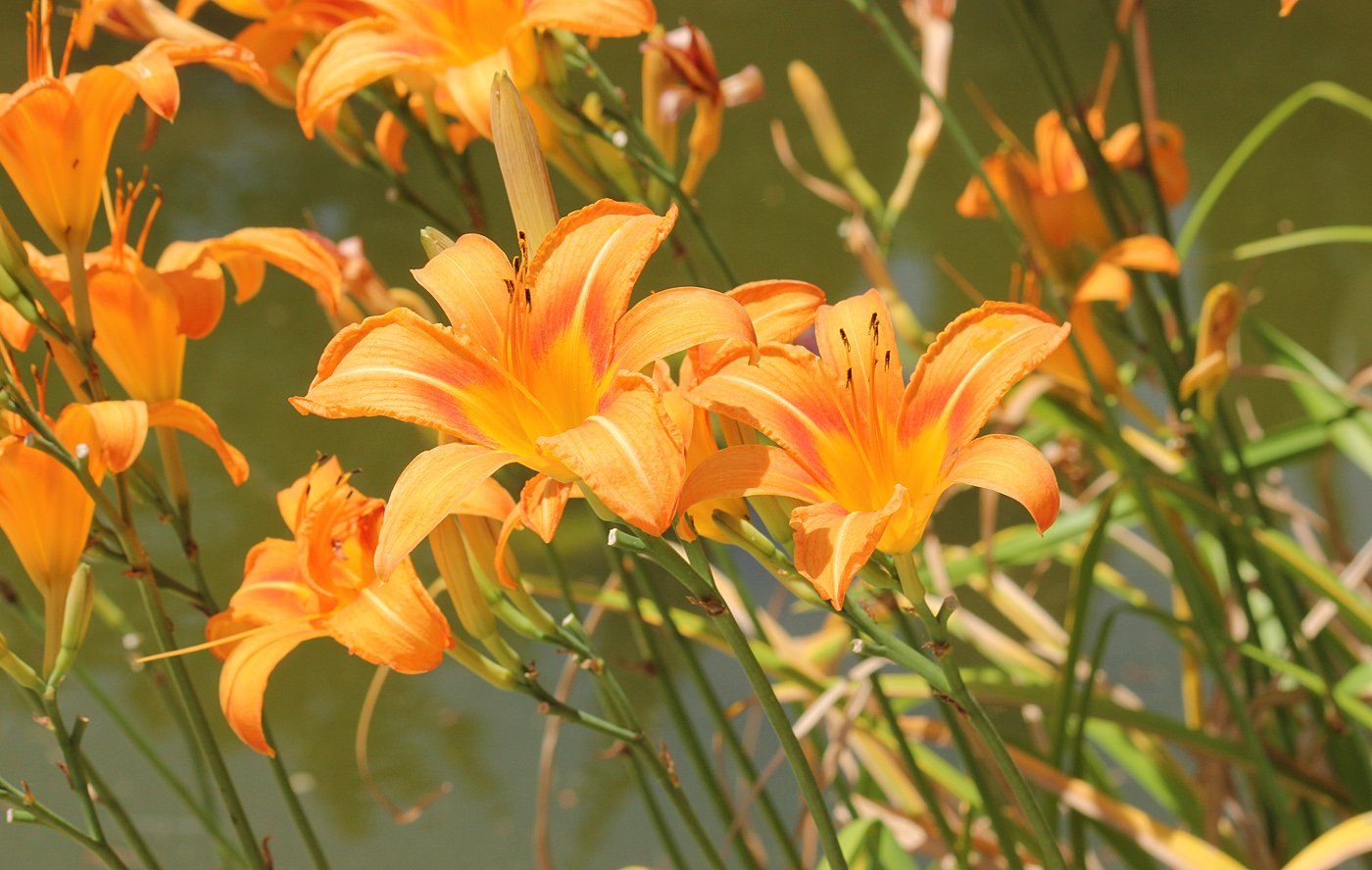 Image of Hemerocallis fulva specimen.