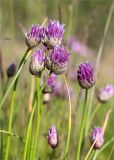 Allium schoenoprasum. Верхушки побегов с раскрывающимися соцветиями. Ленинградская обл., Выборгский р-н, побережье Финского залива, супралитораль, луговина среди валунов. 16.06.2018.