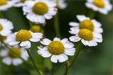 Pyrethrum parthenium