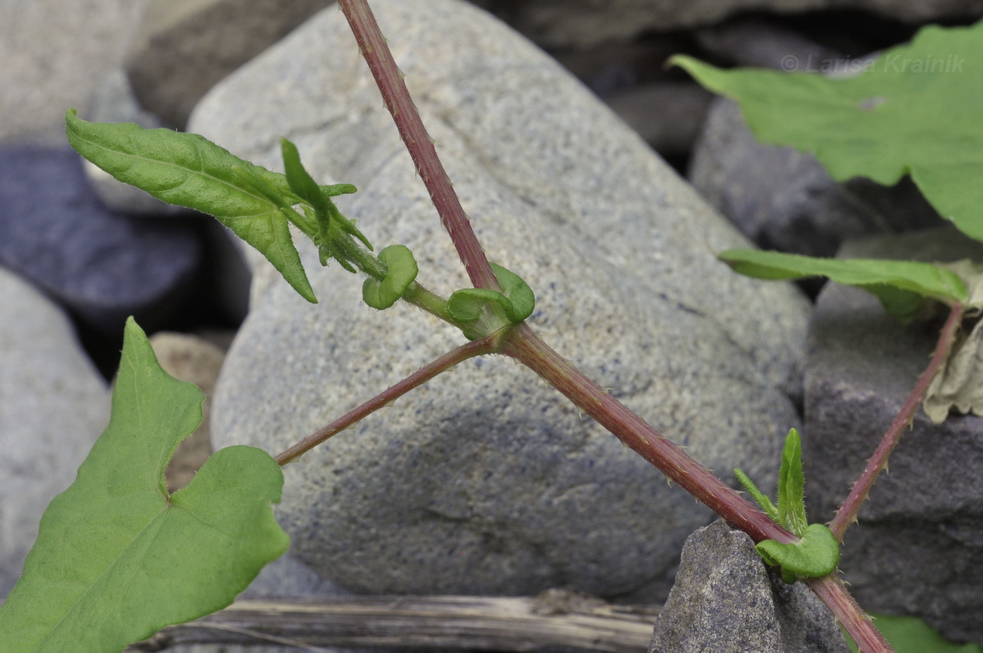 Image of Truellum japonicum specimen.