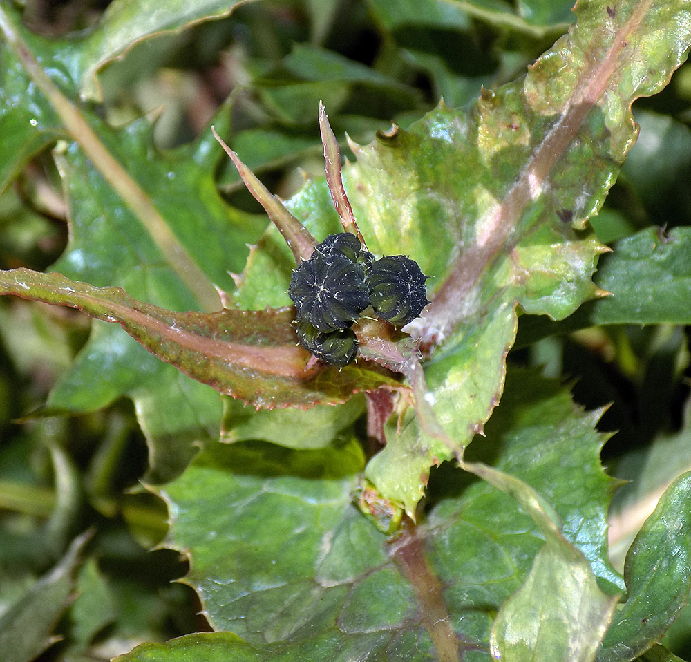 Image of Sonchus asper specimen.