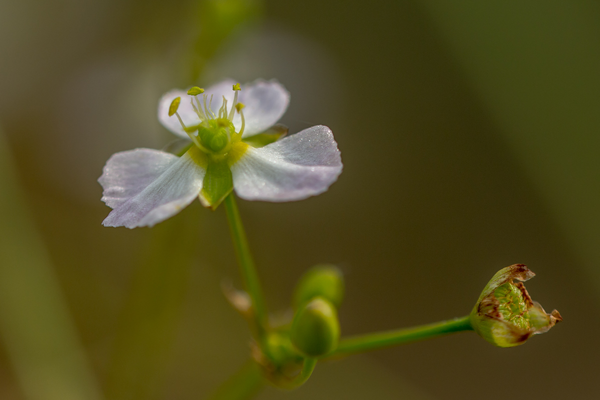 Image of Alisma plantago-aquatica specimen.