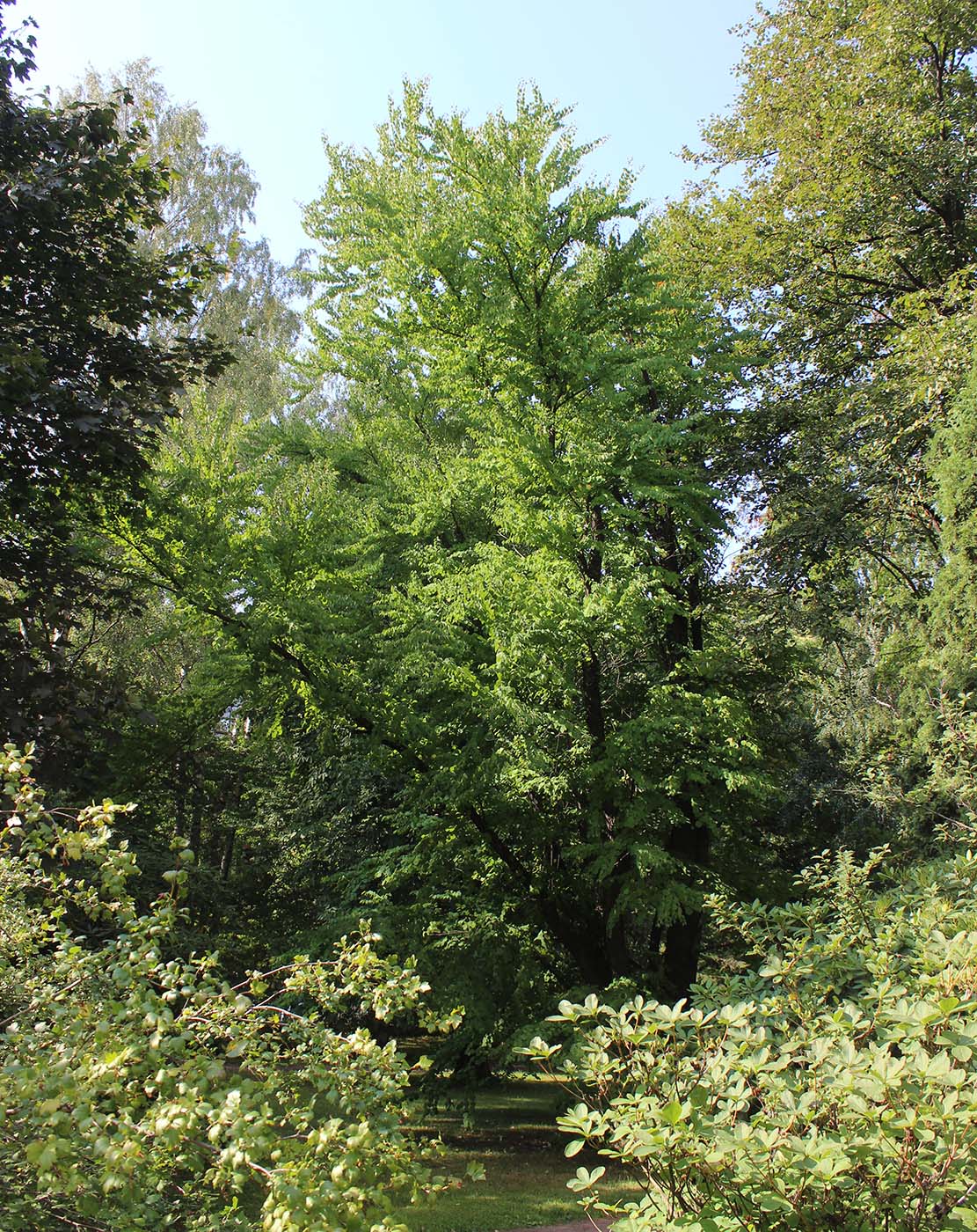 Изображение особи Cercidiphyllum japonicum.