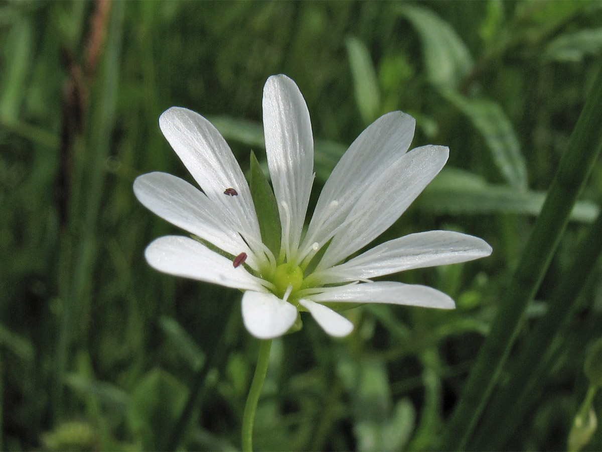 Изображение особи Stellaria palustris.