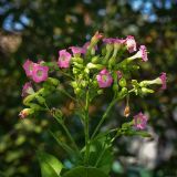 Nicotiana tabacum