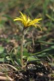 Taraxacum bessarabicum. Побег с соцветием. Крым, Севастополь, балка Бермана, на берегу родника. 16.10.2018.