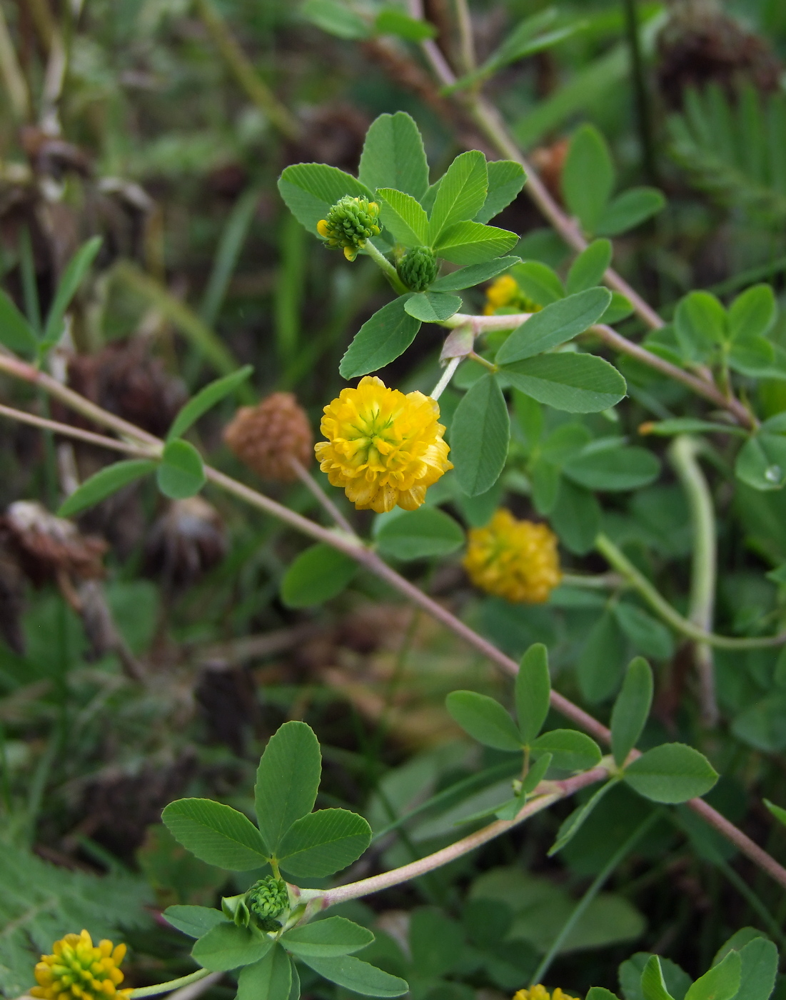 Изображение особи Trifolium aureum.