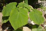 Paulownia tomentosa