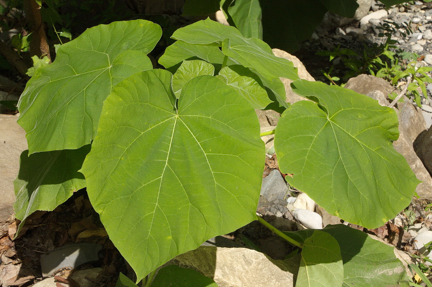 Image of Paulownia tomentosa specimen.