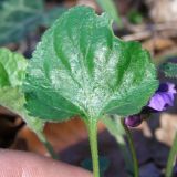 Viola dehnhardtii