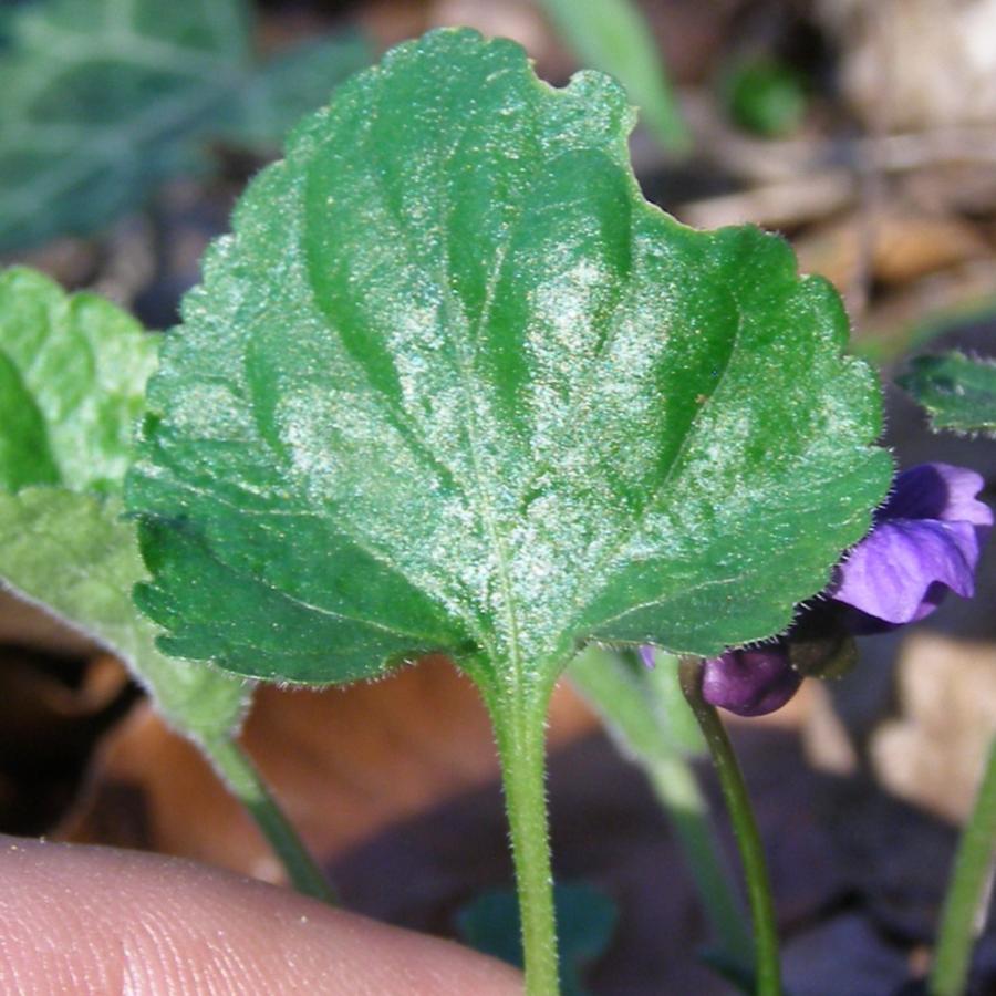 Изображение особи Viola dehnhardtii.