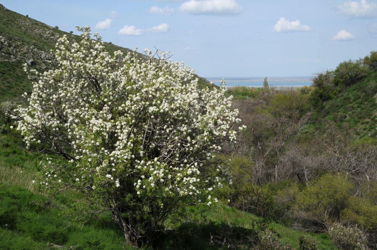 Изображение особи Pyrus regelii.