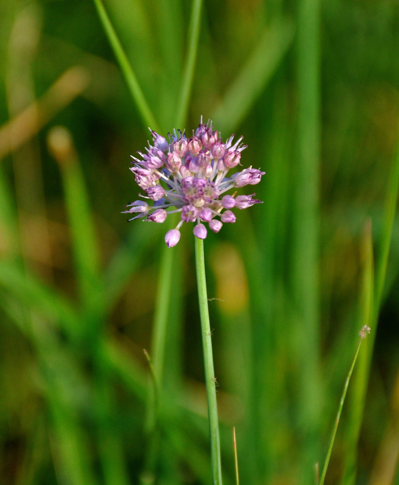 Изображение особи Allium strictum.