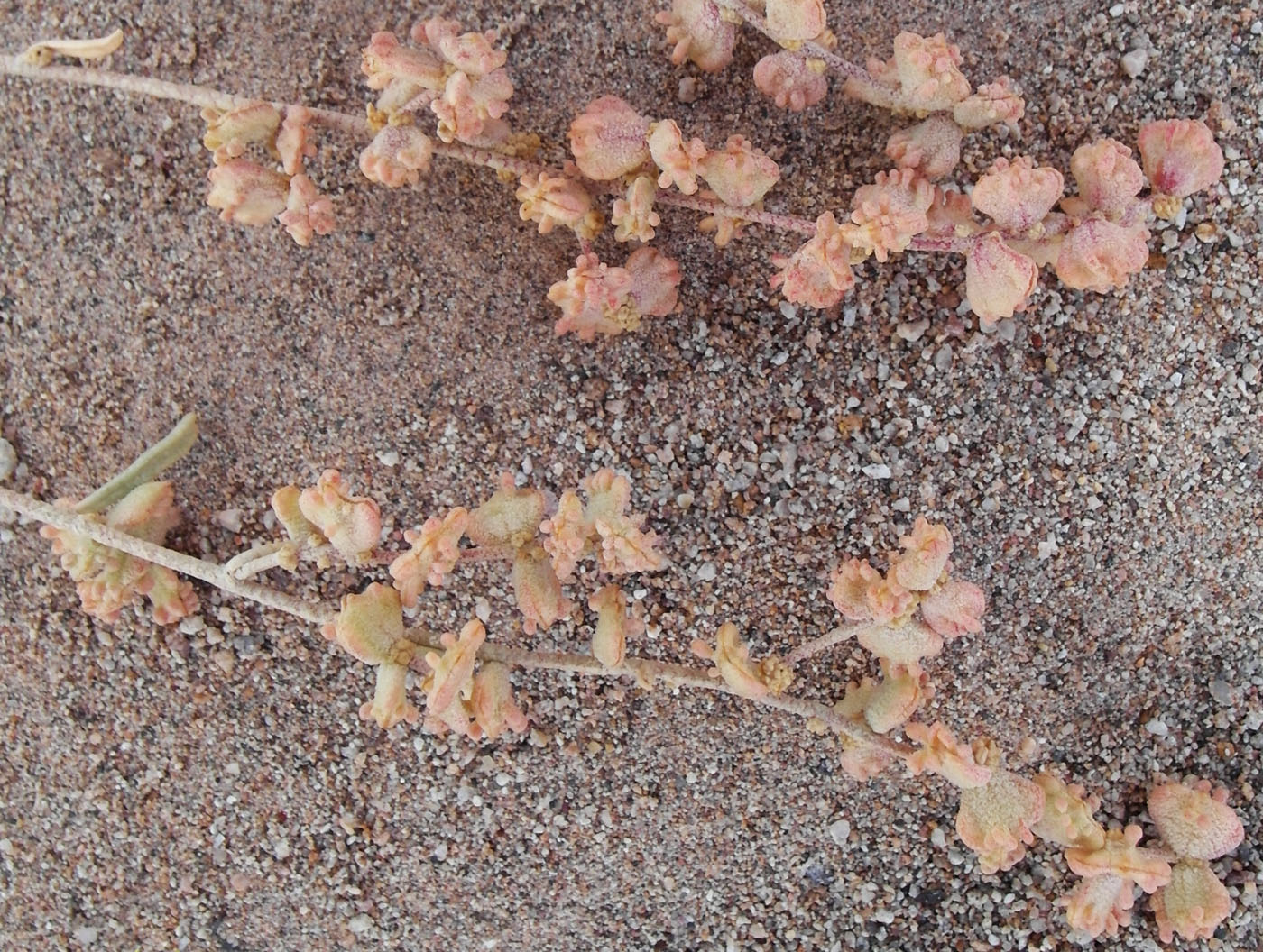 Image of Atriplex cana specimen.