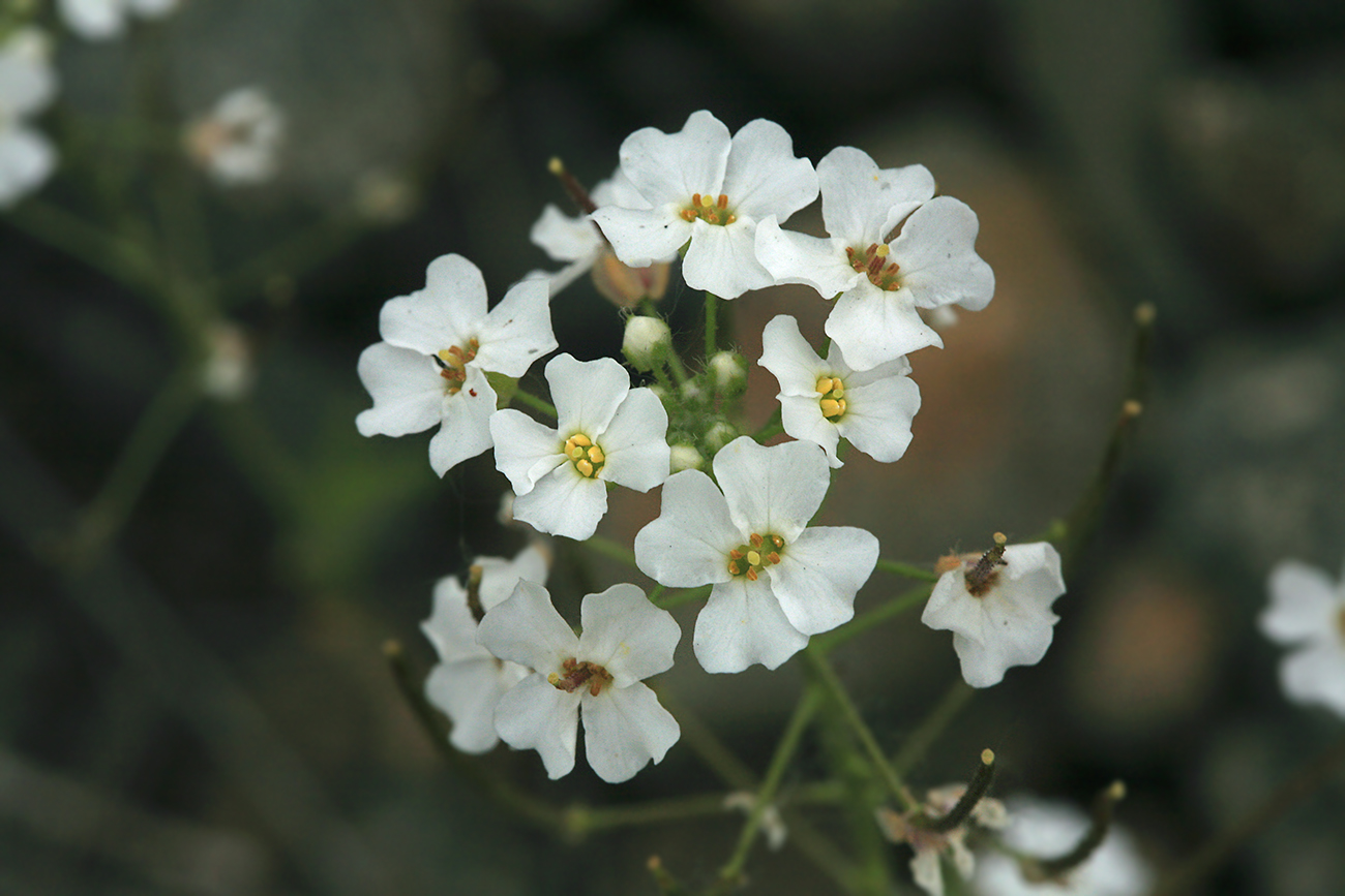 Изображение особи Dontostemon pinnatifidus.