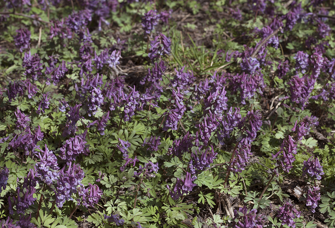 Изображение особи Corydalis solida.