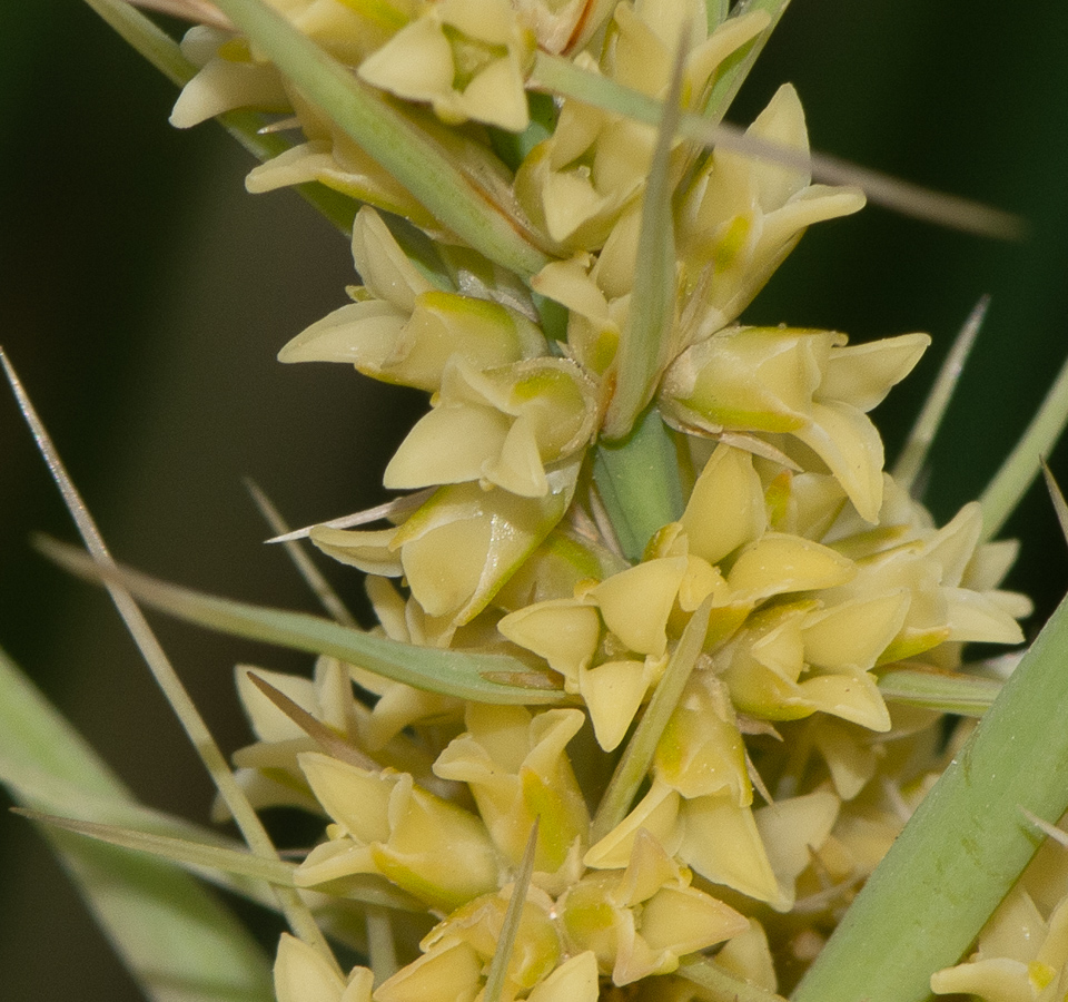 Изображение особи Lomandra longifolia.