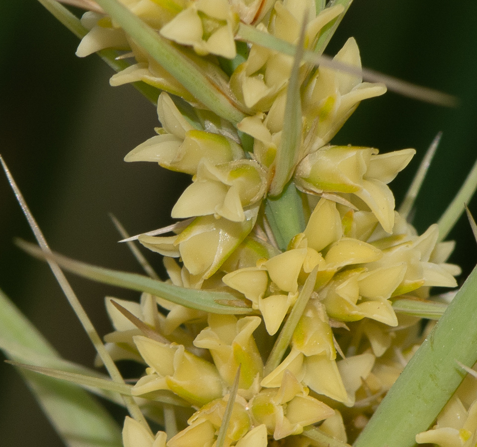 Image of Lomandra longifolia specimen.