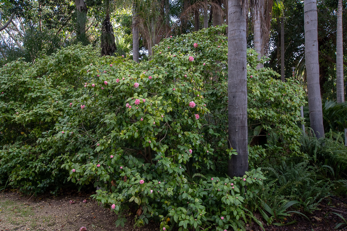 Image of Camellia japonica specimen.