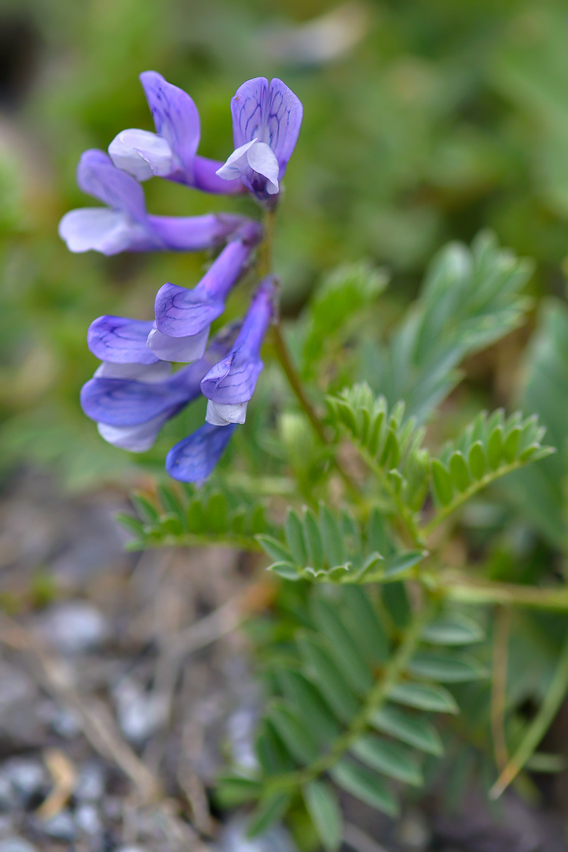 Image of Vicia sosnowskyi specimen.